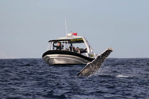 Mooloolaba Whale Watching Tour - Events Australia 3