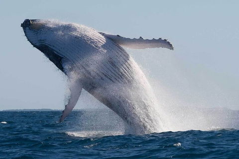 Mooloolaba Whale Watching Tour - Events Australia 4