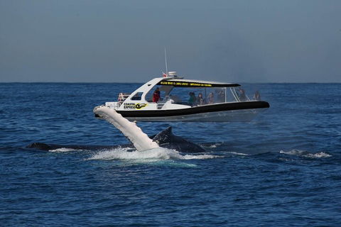 Mooloolaba Whale Watching Tour - Events Australia 5