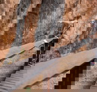 Chillagoe Caves and Outback Day Trip from Cairns - Events Australia