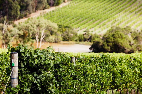 Yarra Valley Premium Tour Inc Lunch And Cheese, Chocolate Fondue At Rochford - Tourism Bookings 5