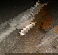 Private Tour to Paronella Park Historic Village Herberton and wild life Wallaby - Events Australia