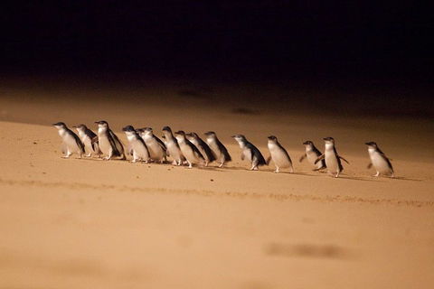 Melbourne Combo: Great Ocean Road + Phillip Island Express + Attraction Pass - Events Australia 0