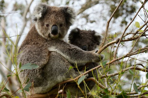 Melbourne Combo: Great Ocean Road + Phillip Island Express + Attraction Pass - Events Australia 2