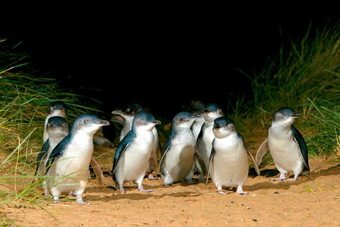 Melbourne Combo: Great Ocean Road + Phillip Island Express + Attraction Pass - Events Australia 3