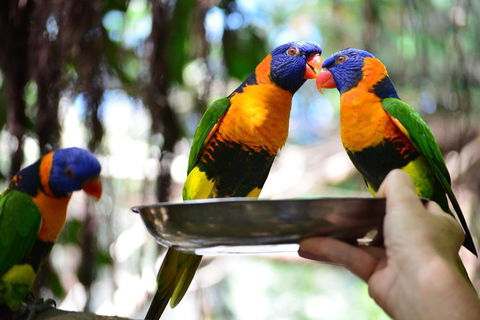 Wildlife Habitat Port Douglas - Accommodation Europe 0