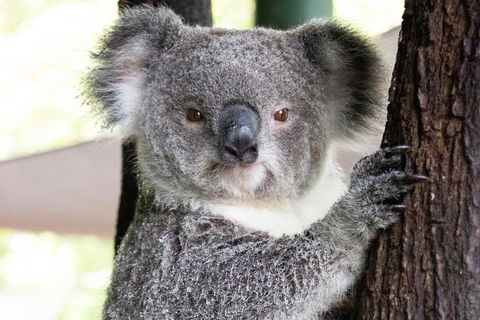 Wildlife Habitat Port Douglas - Accommodation Europe 1