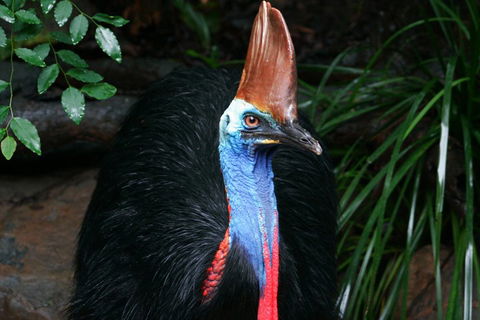 Wildlife Habitat Port Douglas - Accommodation Europe 3