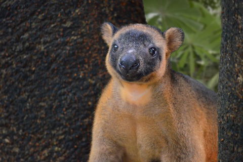 Wildlife Habitat Port Douglas - Accommodation Europe 5