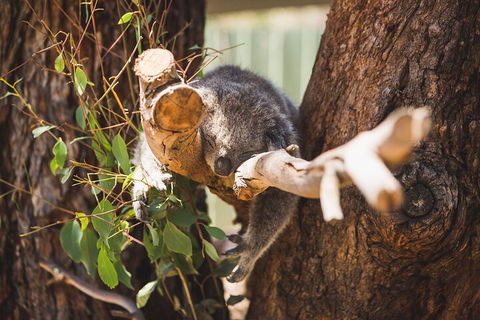 Melbourne City Tour And Phillip Island In One Day - Events Australia 0