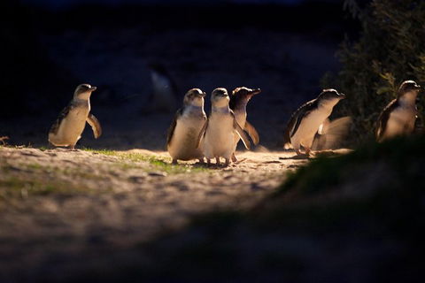 Melbourne City Tour And Phillip Island In One Day - Events Australia 4