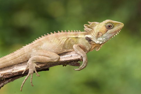 Atherton Tablelands Rain Forest By Night From Cairns - Events Australia 1