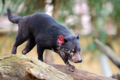 Kangaroos & Koala Encounter Experience (Half Day Private Tour) - Events Australia 1