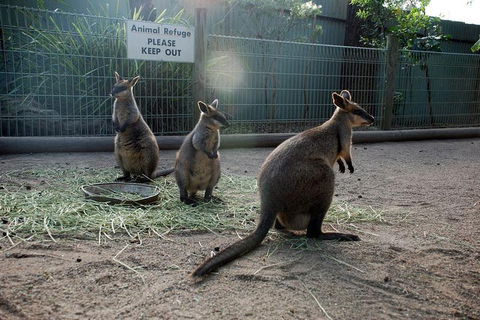 Kangaroos & Koala Encounter Experience (Half Day Private Tour) - Events Australia 2