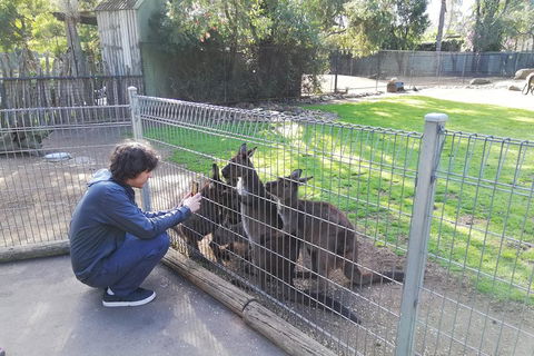 Kangaroos & Koala Encounter Experience (Half Day Private Tour) - Events Australia 4