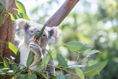 Kangaroos & Koala Encounter Experience (Half Day Private Tour) - Events Australia 5