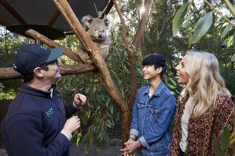 VIP Sanctuary Tour At Healesville Sanctuary Ticket - Events Australia 1