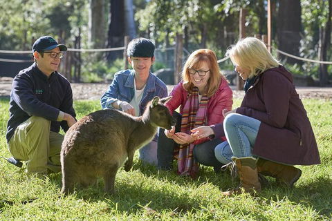 VIP Sanctuary Tour At Healesville Sanctuary Ticket - Events Australia 2
