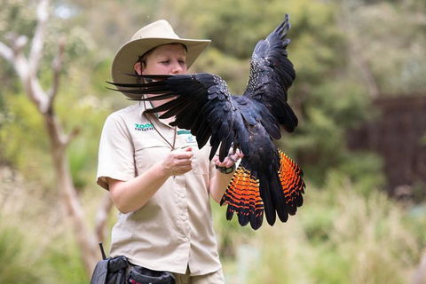 VIP Sanctuary Tour At Healesville Sanctuary Ticket - Events Australia 5