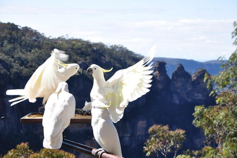 Private Blue Mountains Tour - Events Australia 1