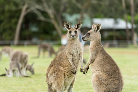 Melbourne Short Break Holiday To The Great Ocean Road & Grampians 3 Day Escape - Events Australia 5