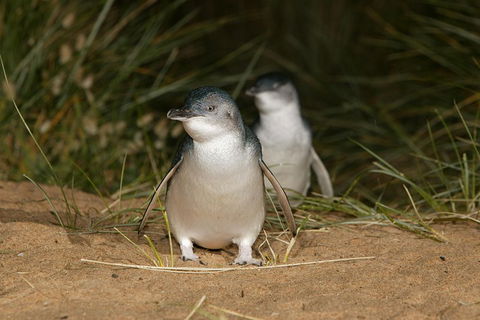 Phillip Island Penguin And Koala Highlights Day-Trip From Melbourne - Events Australia 3