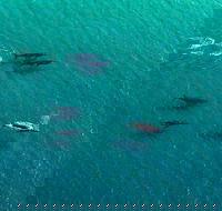 40-45 Minute Port Stephens and Stockton Beach Helicopter Flight - For 2 - Events Australia