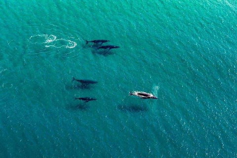 40-45 Minute Port Stephens And Stockton Beach Helicopter Flight - For 2 - Events Australia 0