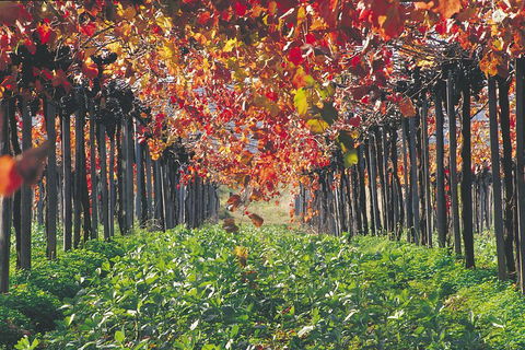 Margaret River Private Tour - Events Australia 0