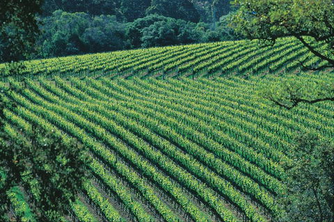 Margaret River Private Tour - Events Australia 4