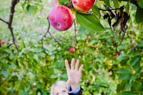 Perth Hills - Wildlife, Art & Gastronomy - Events Australia 1