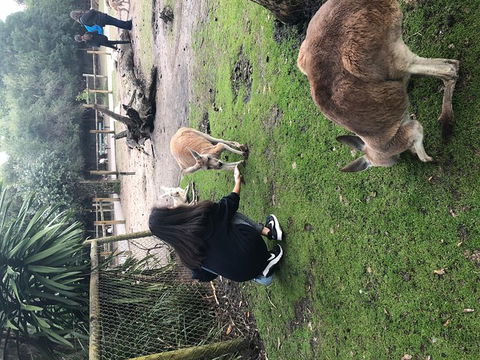 Perth Hills - Wildlife, Art & Gastronomy - Events Australia 4