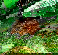 3-Day Small-Group Tour of North Queensland with Pick Up - Events Australia