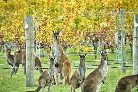 Margaret River Indulge And Discover Day Tour - Events Australia 0