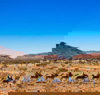 Alice Springs Camel Tour - Tourism Bookings