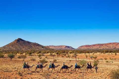 Alice Springs Camel Tour - Events Australia 0
