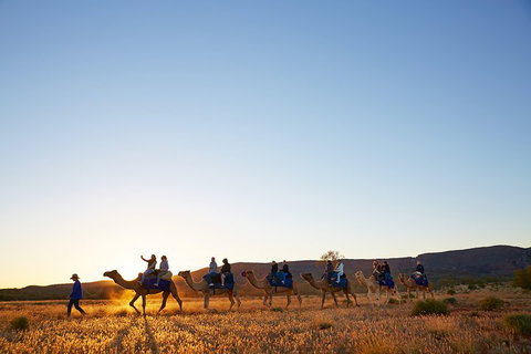 Alice Springs Camel Tour - Events Australia 1
