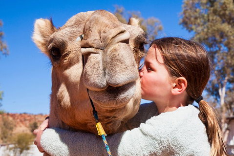 Alice Springs Camel Tour - Events Australia 5