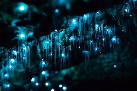 Hinterland Magic & Glow-worm Experience - Events Australia 1