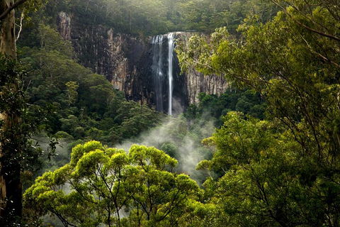Hinterland Magic & Glow-worm Experience - Events Australia 4
