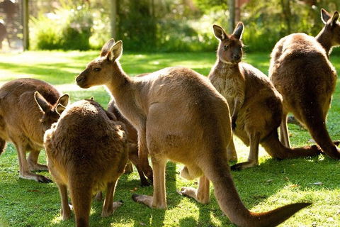 Melbourne City Card (3 Days): Visit Unlimited Attractions! - Events Australia 4