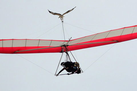 Hang Gliding With HangglideOz - Events Australia 0