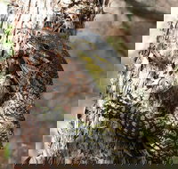 Byron Bay Combo Minyon Falls and Hinterland Day Trip and Learn to Surf at Byron Bay - Events Australia