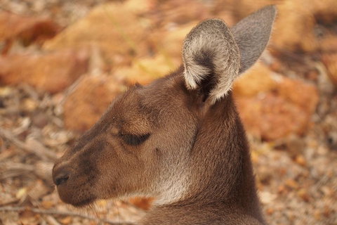 Australian Animals, Seascape And Sunset Photography Tour - Events Australia 0