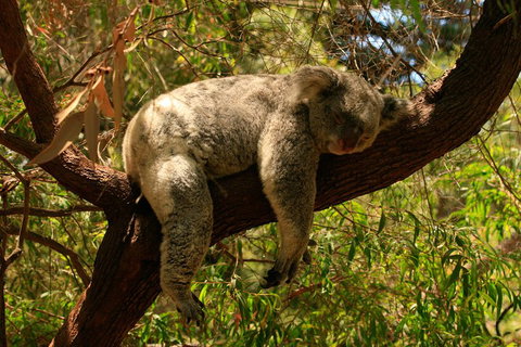 Australian Animals, Seascape And Sunset Photography Tour - Events Australia 1