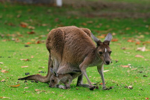 Australian Animals, Seascape And Sunset Photography Tour - Events Australia 2