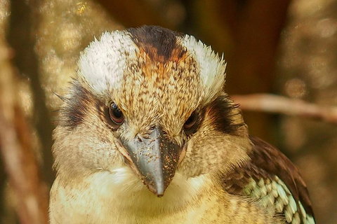 Australian Animals, Seascape And Sunset Photography Tour - Events Australia 3