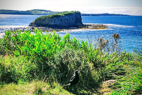 Erupting Blowholes And Ancient Rainforests With 'Personalised Sydney Tours' - Events Australia 3