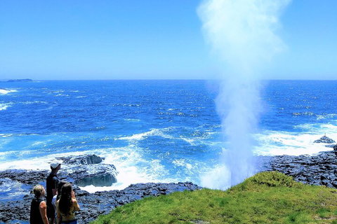 Erupting Blowholes And Ancient Rainforests With 'Personalised Sydney Tours' - Events Australia 5