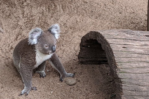 Australian Wildlife & Waterfalls Private Tour With 'Personalised Sydney Tours' - Events Australia 0